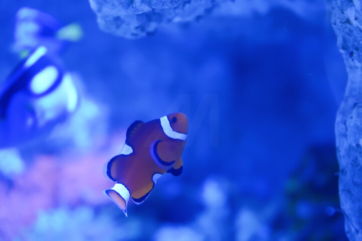 Fotografie getiteld "Pris à travers la v…" door Coralie Dauzats, Origineel Kunstwerk, Digitale fotografie