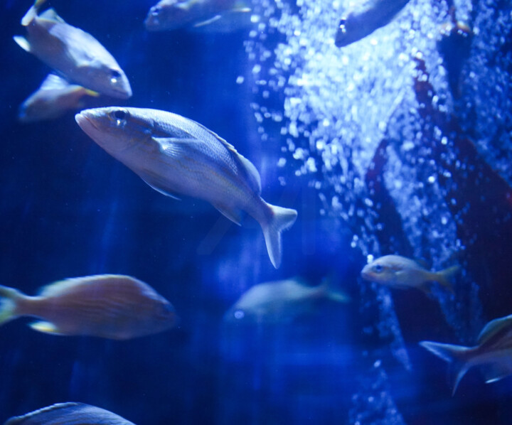 Fotografie getiteld "Danse aquatique" door Coralie Dauzats, Origineel Kunstwerk, Digitale fotografie