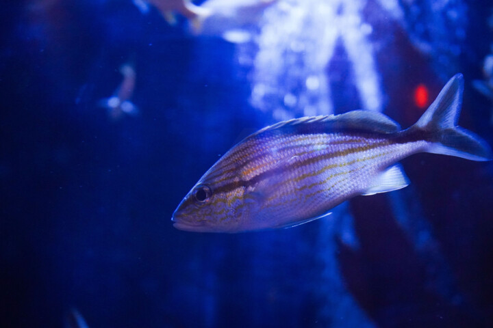 Fotografie getiteld ""Regards profonds"…" door Coralie Dauzats, Origineel Kunstwerk, Digitale fotografie