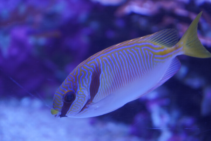 Fotografie getiteld ""Rayures Sauvages"…" door Coralie Dauzats, Origineel Kunstwerk, Digitale fotografie