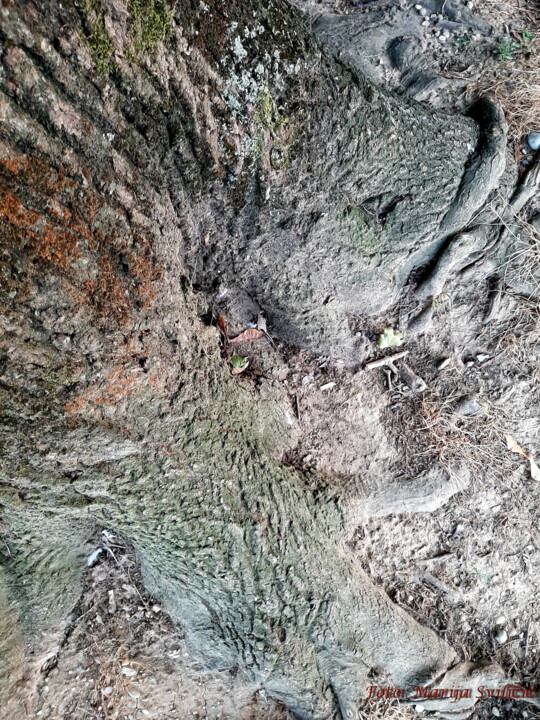 "Photography Tree de…" başlıklı Fotoğraf Marija Sviličić tarafından, Orijinal sanat, Dijital Fotoğrafçılık