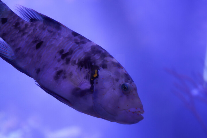 Fotografie getiteld "Photo Macro – Perro…" door Coralie Dauzats, Origineel Kunstwerk, Digitale fotografie