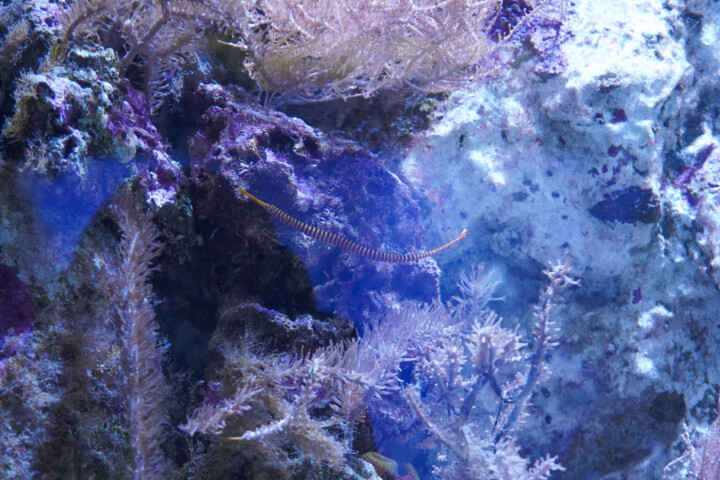 Fotografie getiteld "Photo Macro – Serpe…" door Coralie Dauzats, Origineel Kunstwerk, Digitale fotografie