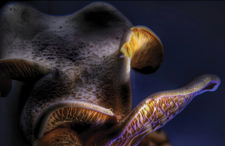 Photography titled "The Beauty of Fungus" by Karel Jan Willem Fehr, Original Artwork, Digital Photography