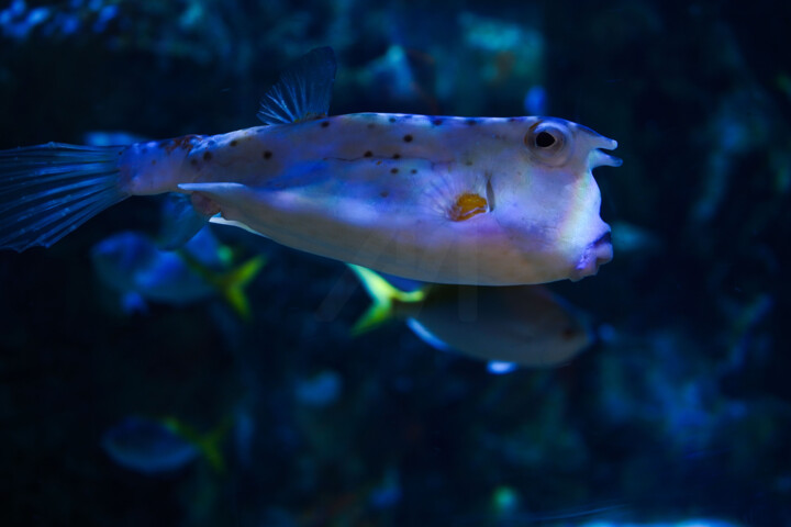 Fotografie getiteld "Le Regard Corné – P…" door Coralie Dauzats, Origineel Kunstwerk, Digitale fotografie