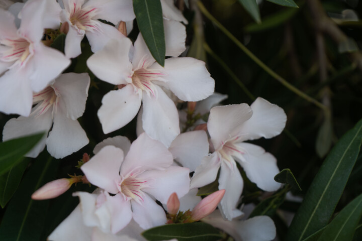 Fotografie getiteld "Laurier Rose Blanc…" door Coralie Dauzats, Origineel Kunstwerk, Digitale fotografie