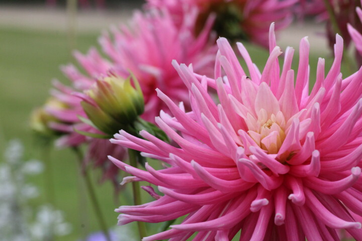 "Élégance d’un dahli…" başlıklı Fotoğraf Marc Godard tarafından, Orijinal sanat, Fotoşopsuz fotoğraf
