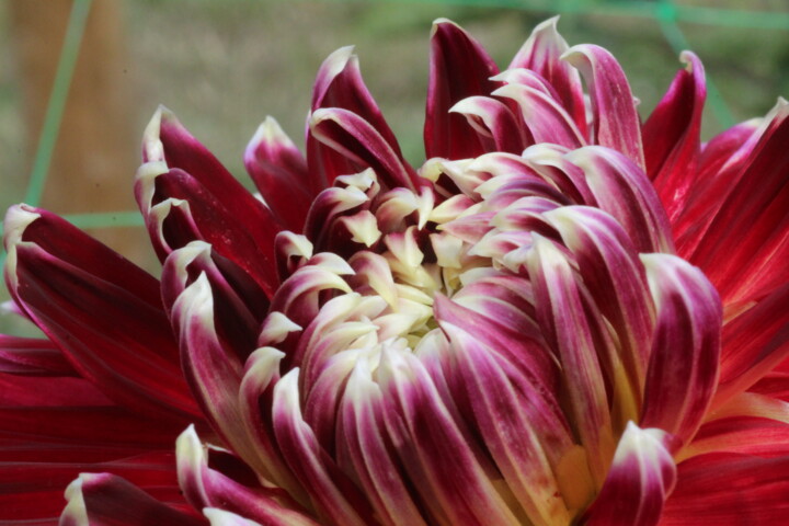 "Éclosion d’un dahli…" başlıklı Fotoğraf Marc Godard tarafından, Orijinal sanat, Fotoşopsuz fotoğraf