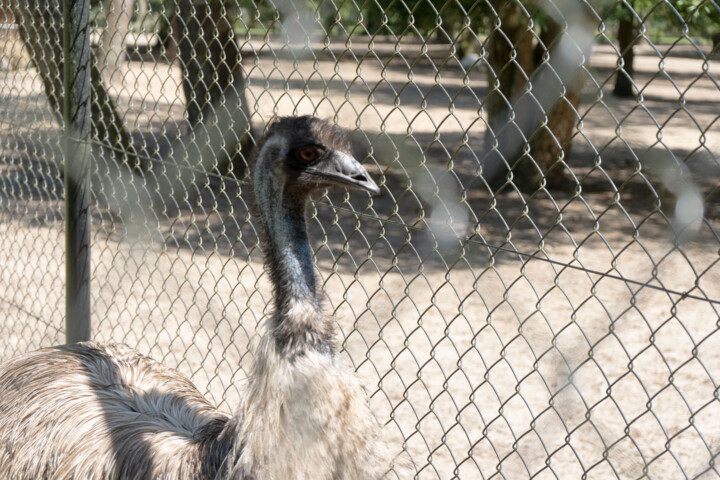 Fotografie getiteld "Portrait en macro d…" door Coralie Dauzats, Origineel Kunstwerk, Digitale fotografie