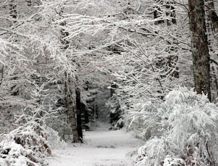 Fotografie mit dem Titel "NEIGE" von Cedrick Marty, Original-Kunstwerk, Nicht bearbeitete Fotografie Auf Andere starre Platt…