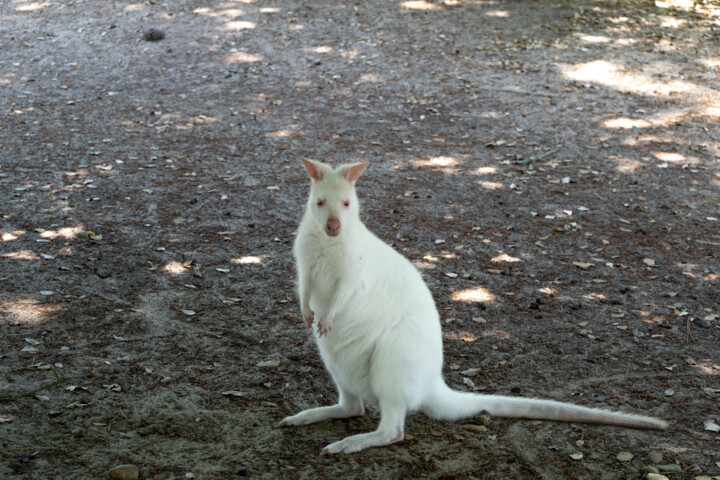 Fotografie getiteld "Wallaby Curieux : U…" door Coralie Dauzats, Origineel Kunstwerk, Digitale fotografie