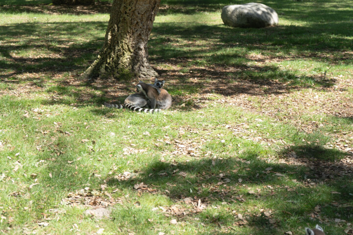 Fotografie getiteld "Makis Catta en Étre…" door Coralie Dauzats, Origineel Kunstwerk, Digitale fotografie