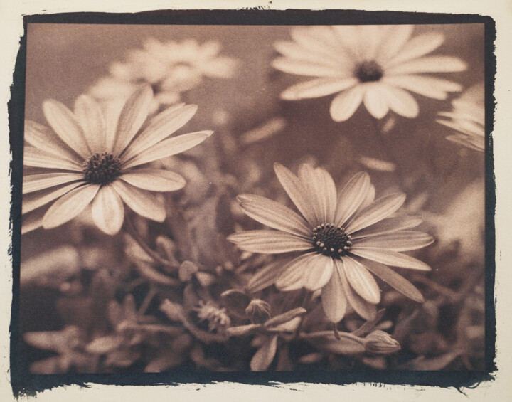 Fotografie getiteld "Vintage flower n°1" door Riccardo Beretta, Origineel Kunstwerk, Cyanotypie