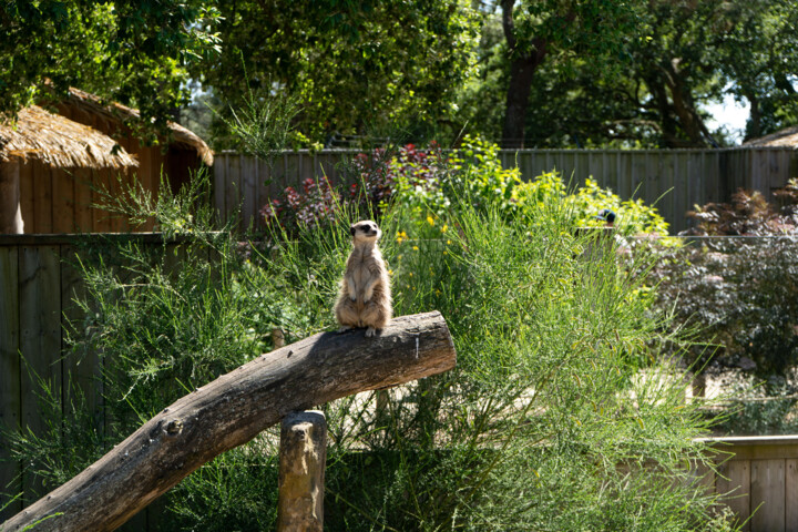 Fotografie getiteld "Suricate en alerte…" door Coralie Dauzats, Origineel Kunstwerk, Digitale fotografie