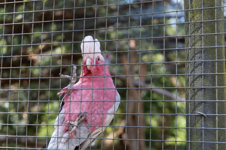 Fotografie getiteld "Cacatoès au Grillag…" door Coralie Dauzats, Origineel Kunstwerk, Digitale fotografie