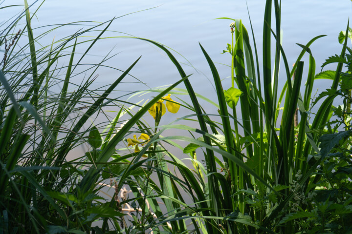 Fotografie getiteld "Iris Jaunes au Bord…" door Coralie Dauzats, Origineel Kunstwerk, Digitale fotografie