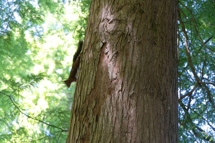 Fotografie getiteld "Écureuil en Descent…" door Coralie Dauzats, Origineel Kunstwerk, Digitale fotografie