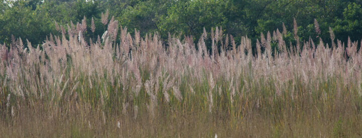 Photography titled "Bardia Grasses" by Geoff_lockhart_wildness, Original Artwork, Digital Photography