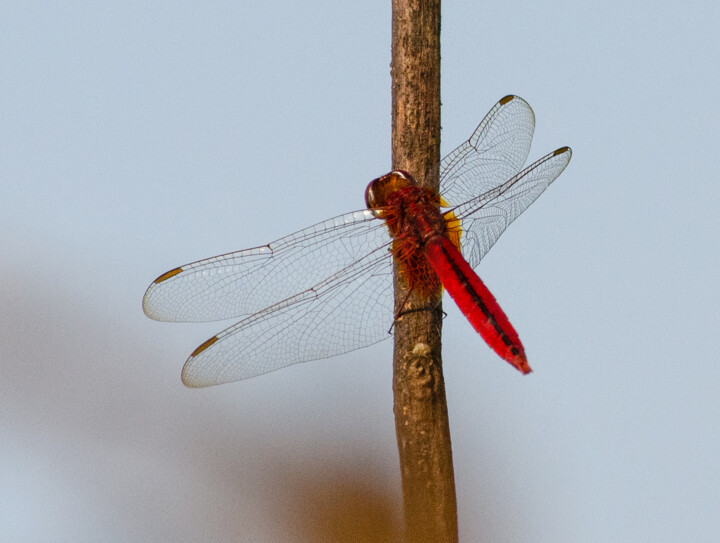 Photography titled "Bardia Dragonfly" by Geoff_lockhart_wildness, Original Artwork, Digital Photography