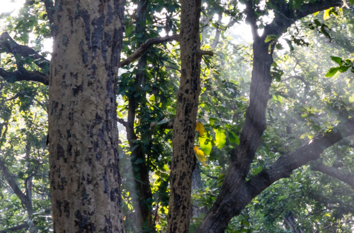 Photography titled "Sal Forest Bardia" by Geoff_lockhart_wildness, Original Artwork, Digital Photography