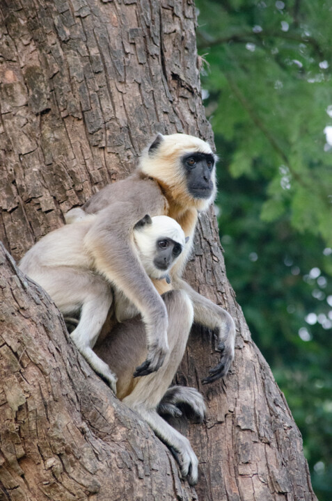 Photography titled "Bardia Langur" by Geoff_lockhart_wildness, Original Artwork, Digital Photography