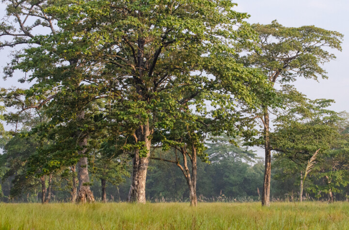 Photography titled "Bardia National Park" by Geoff_lockhart_wildness, Original Artwork, Digital Photography