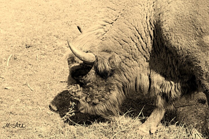 Photographie intitulée "European Bison in t…" par M Alk, Œuvre d'art originale, Photographie numérique