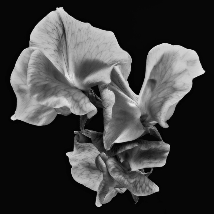 Fotografia intitulada "Old fashioned embra…" por Dean Buckfield, Obras de arte originais, Fotografia digital