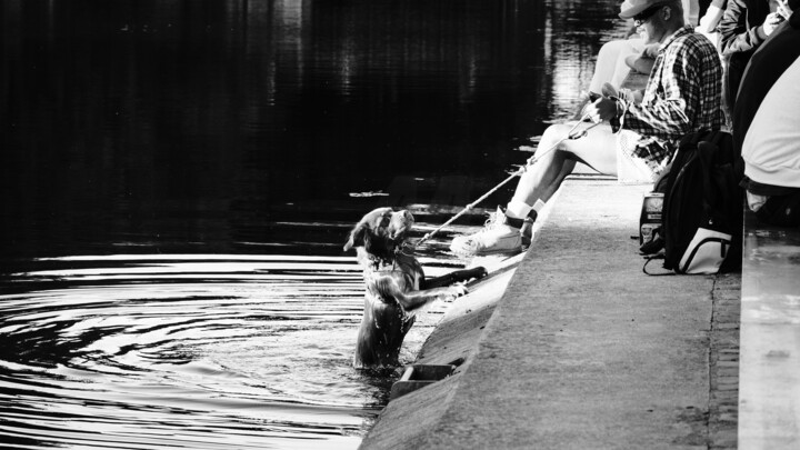 Photographie intitulée "Un chien dans le ca…" par Laura Bresson, Œuvre d'art originale, Photographie numérique