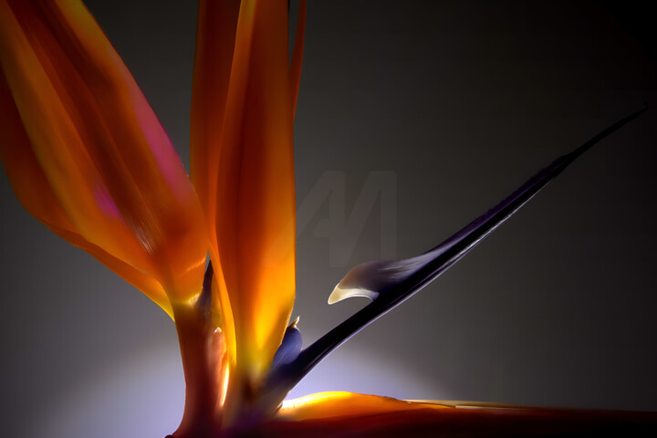 Photography titled "Strange Wings" by Karel Jan Willem Fehr, Original Artwork, Digital Photography