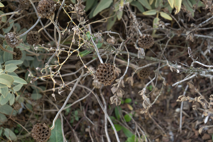 Fotografie getiteld "Beauté Fanée du Phl…" door Coralie Dauzats, Origineel Kunstwerk, Digitale fotografie