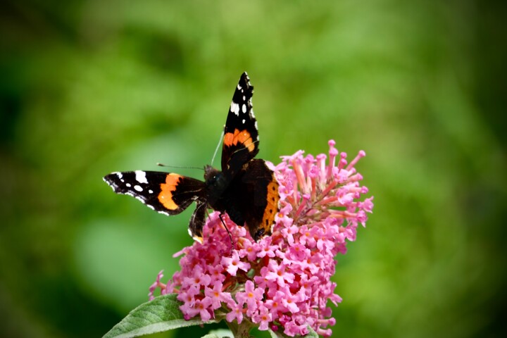 Fotografie mit dem Titel "Still going strong" von Andrea Gruber, Original-Kunstwerk, Digitale Fotografie