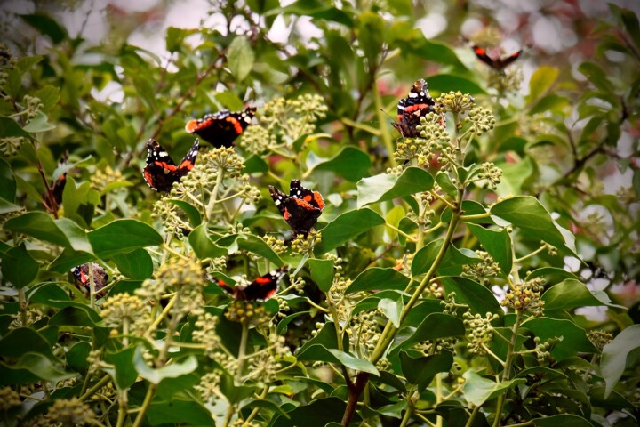 Fotografie mit dem Titel "Dinnerparty" von Andrea Gruber, Original-Kunstwerk, Digitale Fotografie