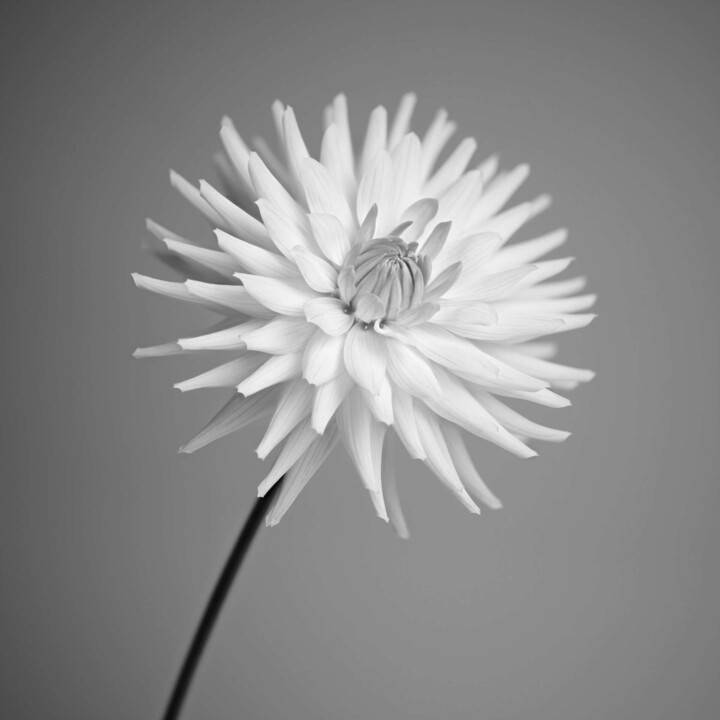 Fotografia intitulada "Simple, but without" por Dean Buckfield, Obras de arte originais, Fotografia digital