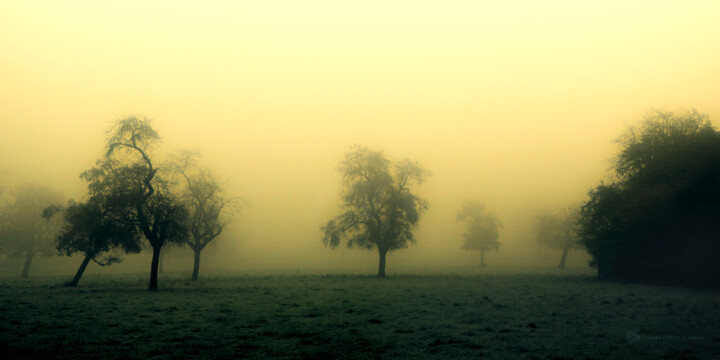 摄影 标题为“Arbres dans la brume” 由Christophe Tilkens, 原创艺术品, 数码摄影