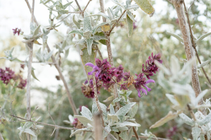 Fotografie getiteld "Salvia canariensis…" door Coralie Dauzats, Origineel Kunstwerk, Digitale fotografie
