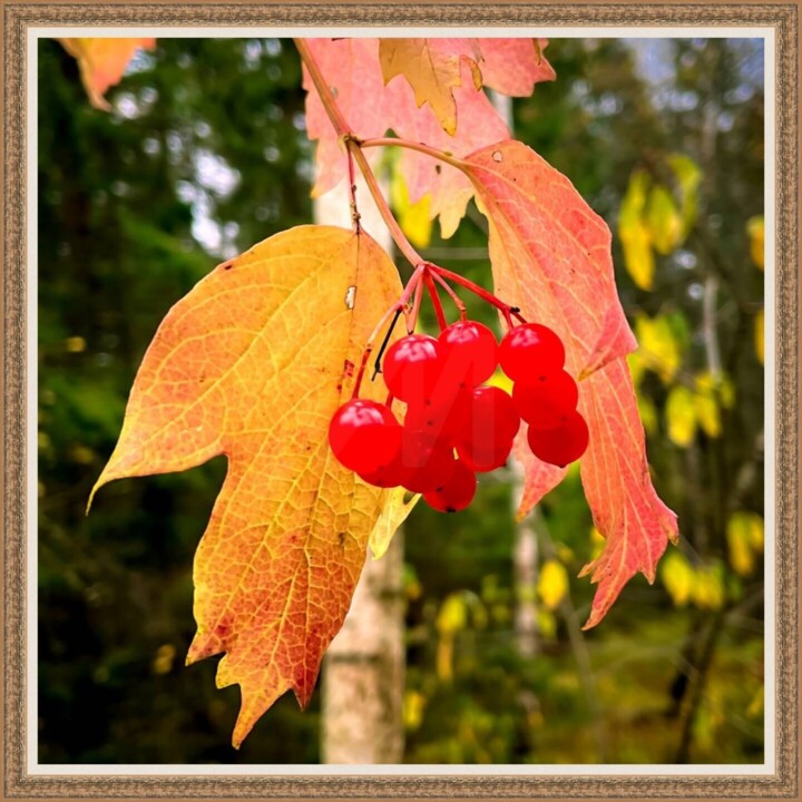 Praca prezentowana w oprawie