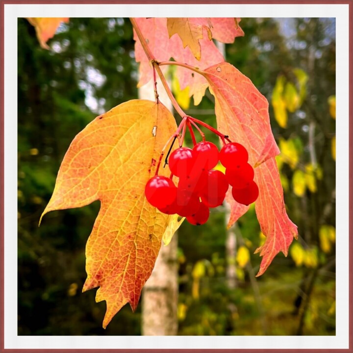 Praca prezentowana w oprawie