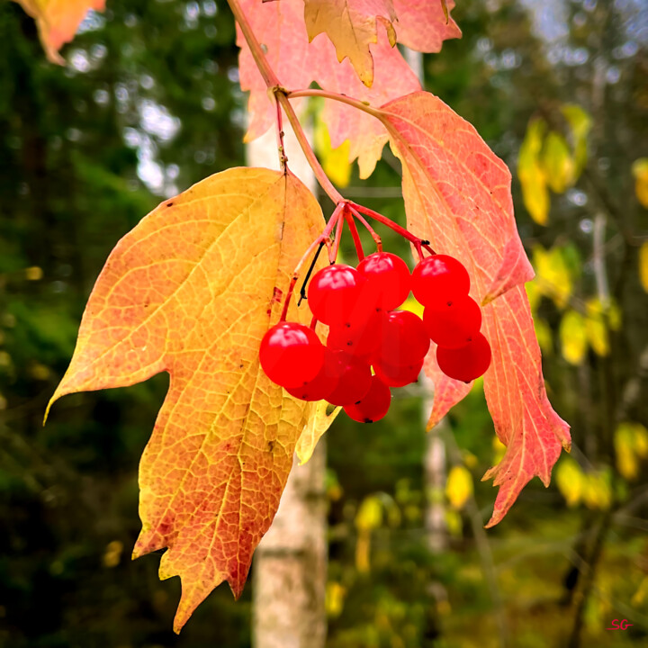 Fotografia zatytułowany „Red Viburnum Berrie…” autorstwa Sergei Gundorov, Oryginalna praca, Fotografia cyfrowa