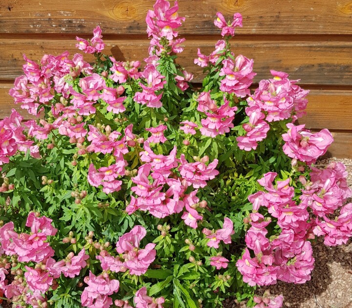 Photographie,  19,7x15,8 in 