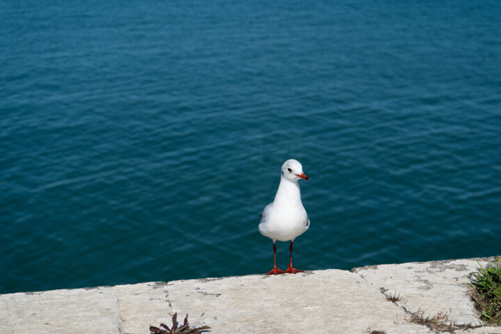 Fotografie getiteld "Mouette sur le mur…" door Coralie Dauzats, Origineel Kunstwerk, Digitale fotografie