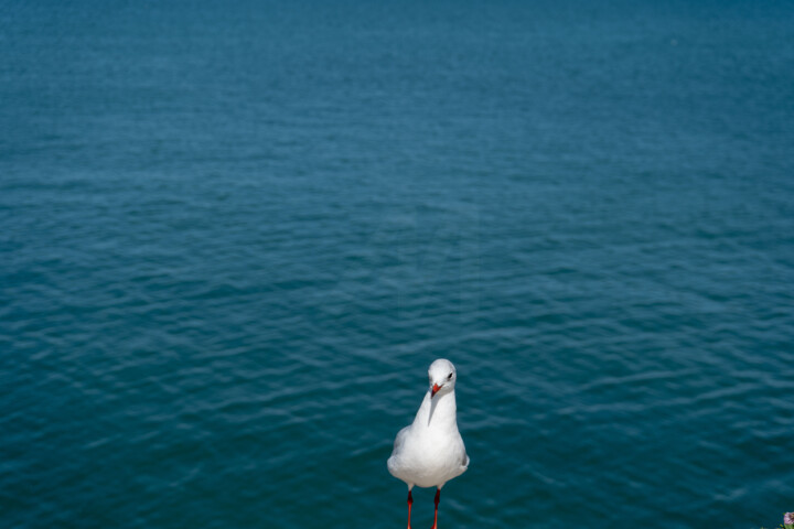 Fotografie getiteld "Équilibre marin – M…" door Coralie Dauzats, Origineel Kunstwerk, Digitale fotografie