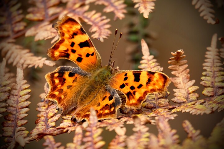 Fotografie mit dem Titel "Comma Butterfly" von Andrea Gruber, Original-Kunstwerk, Digitale Fotografie