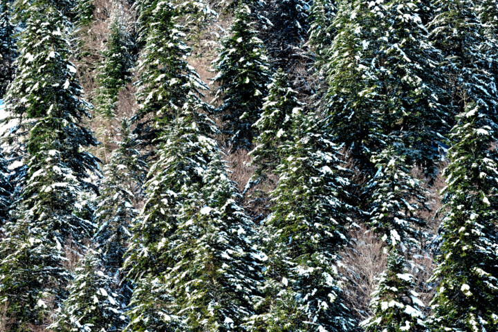 Photographie intitulée "ARIEGE_0011366.jpg" par Philip Payne, Œuvre d'art originale, Photographie non manipulée