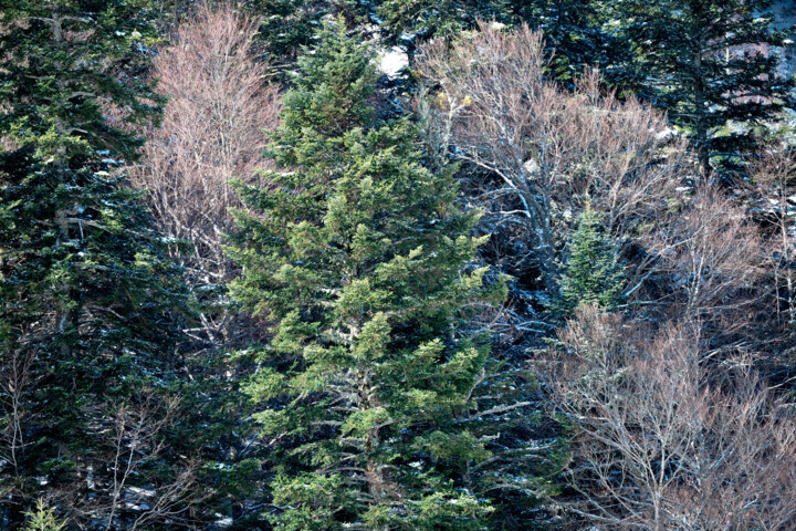 Photographie intitulée "ARIEGE_0011360" par Philip Payne, Œuvre d'art originale, Photographie non manipulée