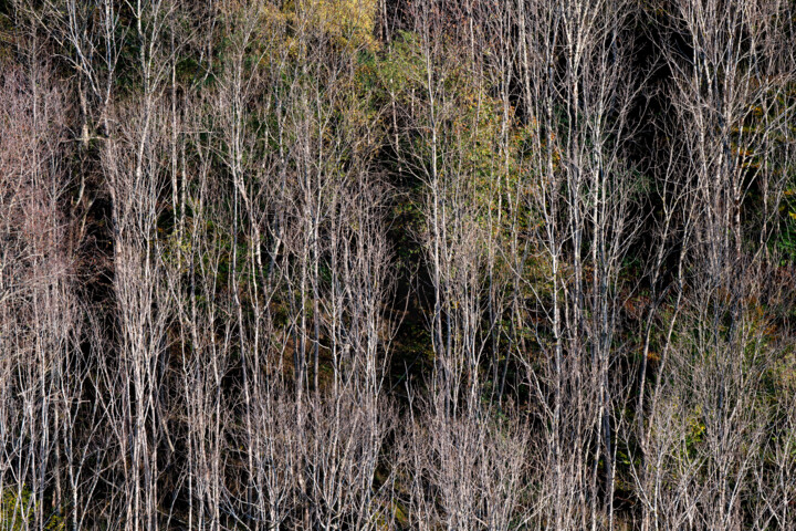 Photographie intitulée "ARIEGE_0011314" par Philip Payne, Œuvre d'art originale, Photographie non manipulée