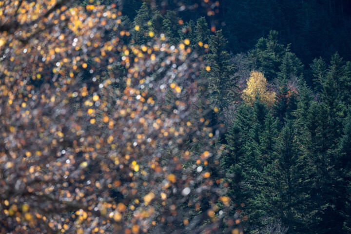 Photographie intitulée "ARIEGE_0011337.jpg" par Philip Payne, Œuvre d'art originale, Photographie non manipulée