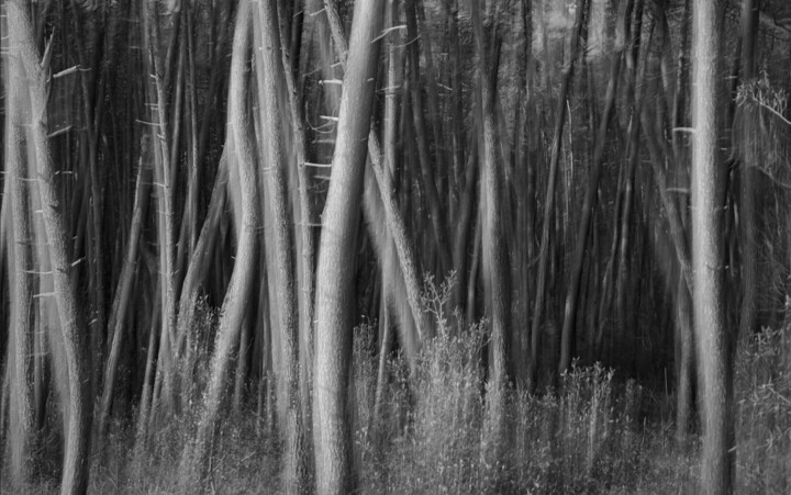 Fotografie getiteld "Enchanted Pinewood…" door Redrumstudio, Origineel Kunstwerk, Digitale fotografie