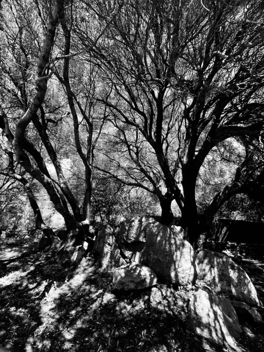 Fotografia zatytułowany „Tree of life 1” autorstwa Hubertine Langemeijer, Oryginalna praca, Fotografia cyfrowa