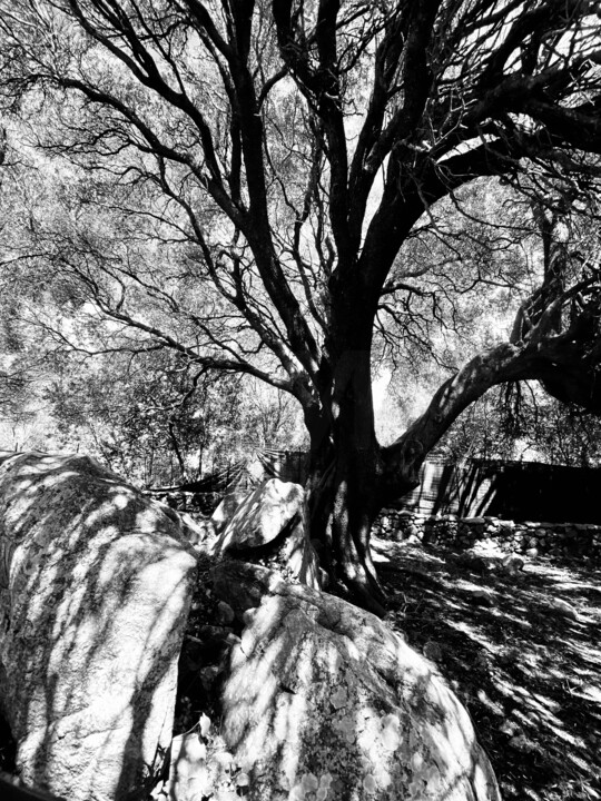 Fotografia zatytułowany „Tree of life 2” autorstwa Hubertine Langemeijer, Oryginalna praca, Fotografia cyfrowa Zamontowany n…